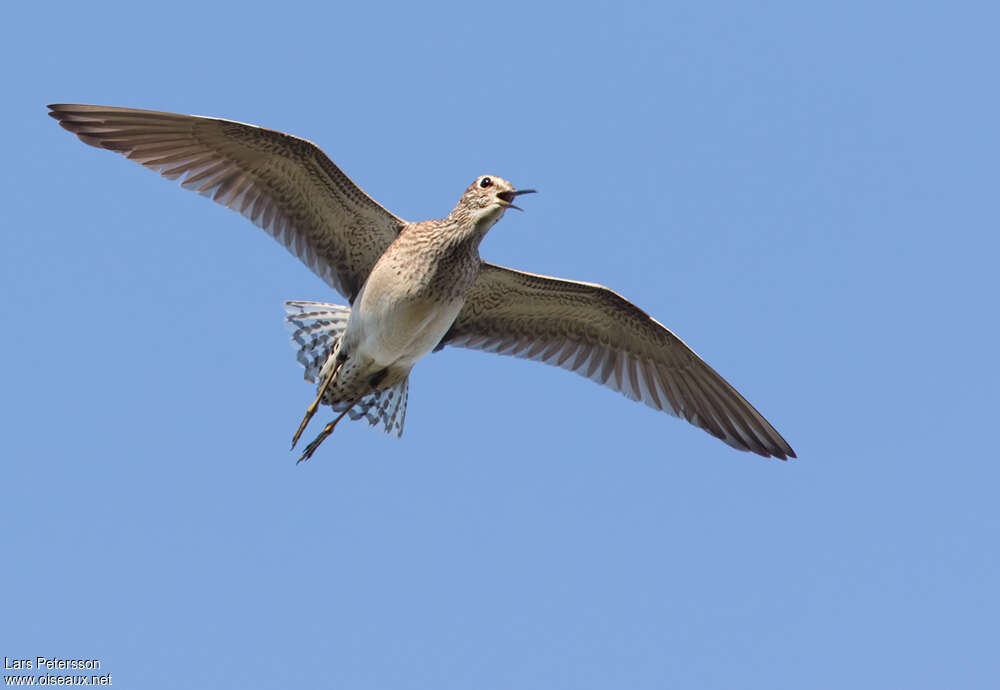 Wood Sandpiperadult breeding, aspect, Flight