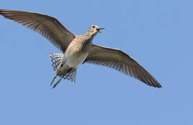 Wood Sandpiper