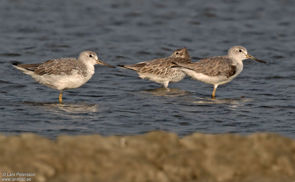 Nordmann's Greenshank