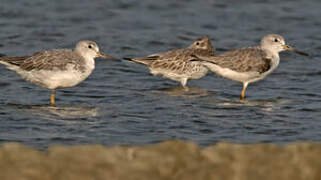 Nordmann's Greenshank