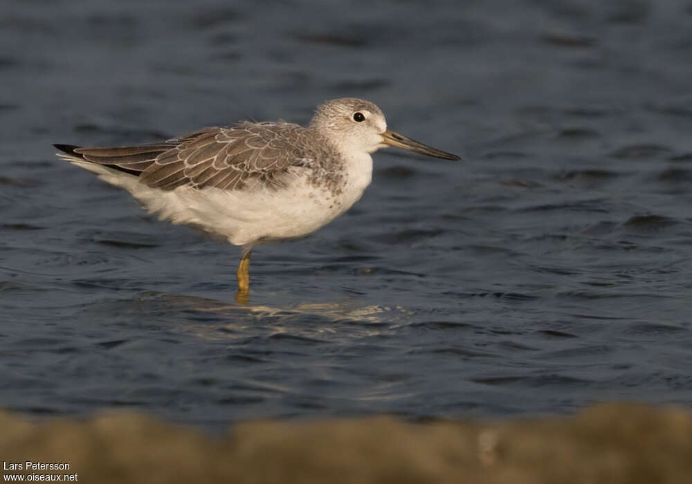 Nordmann's Greenshankadult, identification