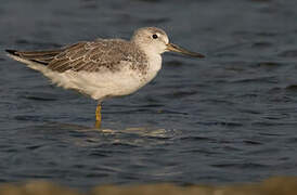 Nordmann's Greenshank