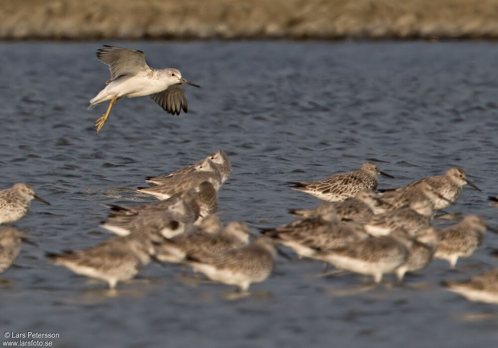 Nordmann's Greenshank