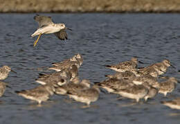 Nordmann's Greenshank