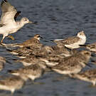 Chevalier tacheté