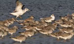 Nordmann's Greenshank