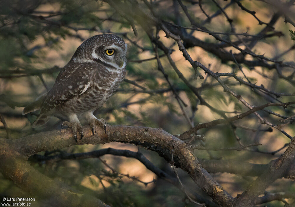 Spotted Owlet