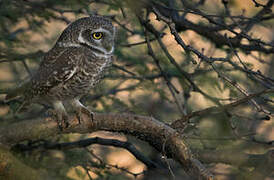 Spotted Owlet