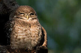 Spotted Owlet