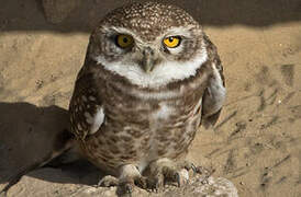 Spotted Owlet