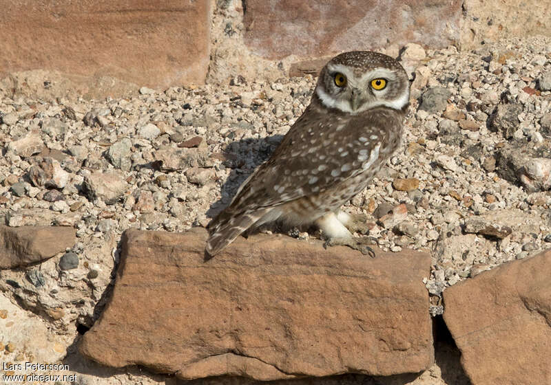 Spotted Owlet, identification
