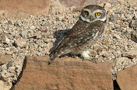 Spotted Owlet