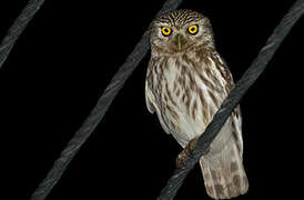 Little Owl