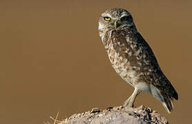 Burrowing Owl