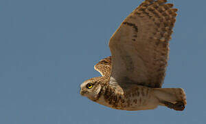 Burrowing Owl