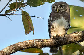 Forest Owlet