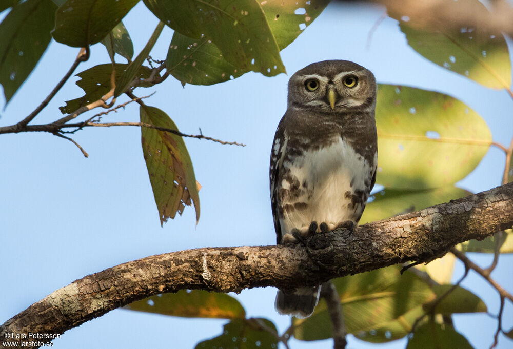 Forest Owlet