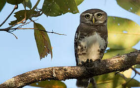 Forest Owlet