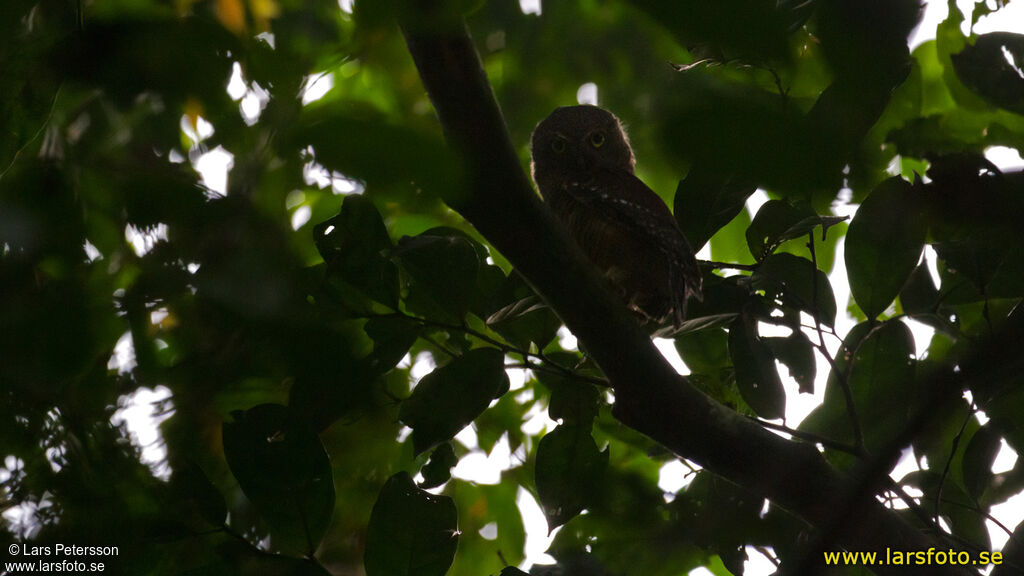 Sjöstedt's Barred Owlet