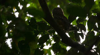 Sjöstedt's Barred Owlet