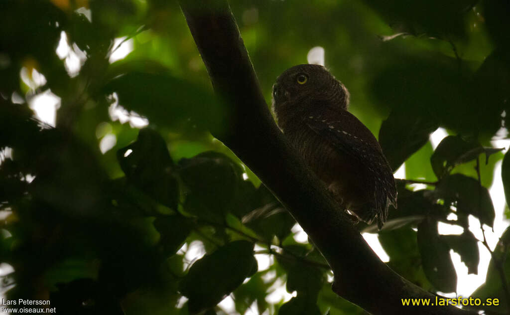 Sjöstedt's Barred Owlet