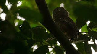 Sjöstedt's Barred Owlet