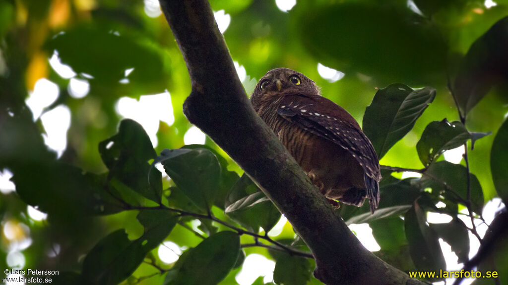 Sjöstedt's Barred Owlet