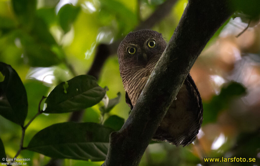 Sjöstedt's Barred Owlet