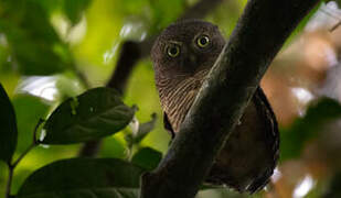 Sjöstedt's Barred Owlet