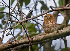 Ferruginous Pygmy Owl