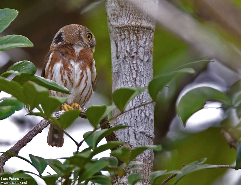 East Brazilian Pygmy Owladult, habitat, pigmentation