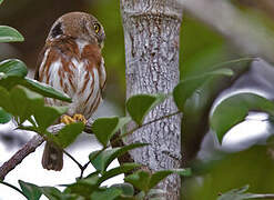 East Brazilian Pygmy Owl