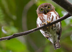 East Brazilian Pygmy Owl