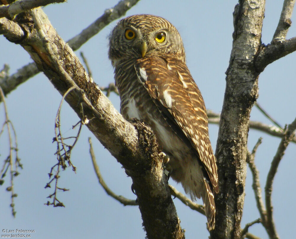 Asian Barred Owlet