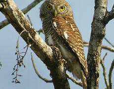 Asian Barred Owlet