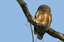 Asian Barred Owlet