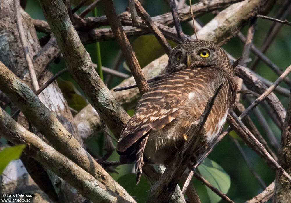 Asian Barred Owlet