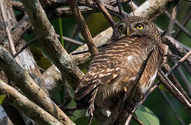 Asian Barred Owlet