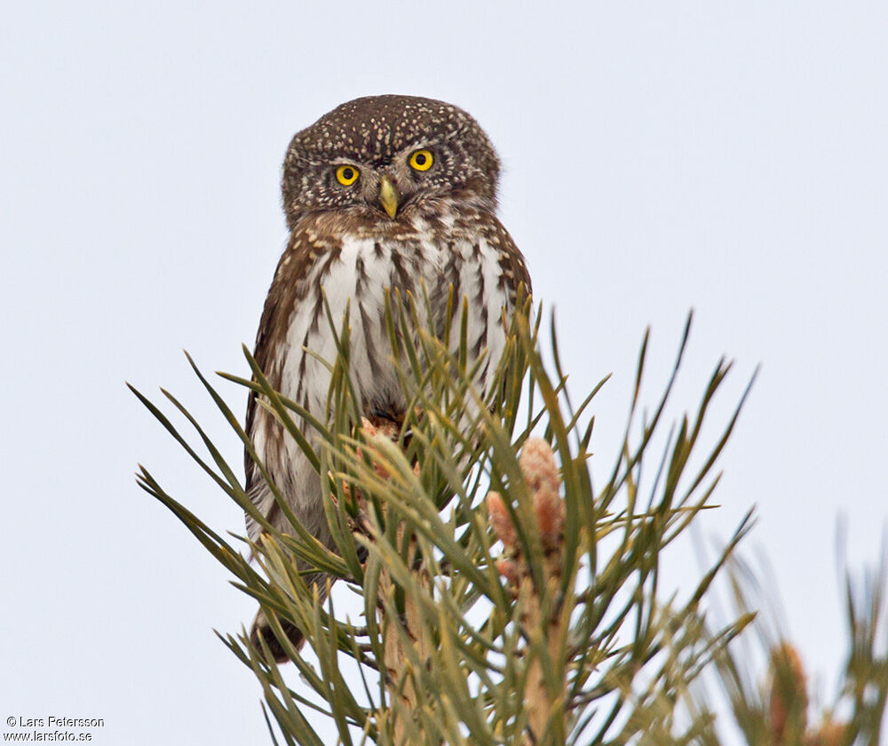 Eurasian Pygmy Owl