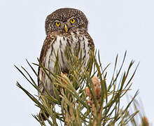 Eurasian Pygmy Owl