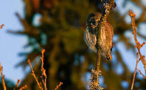 Eurasian Pygmy Owl