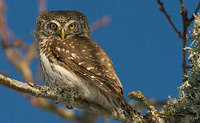 Eurasian Pygmy Owl