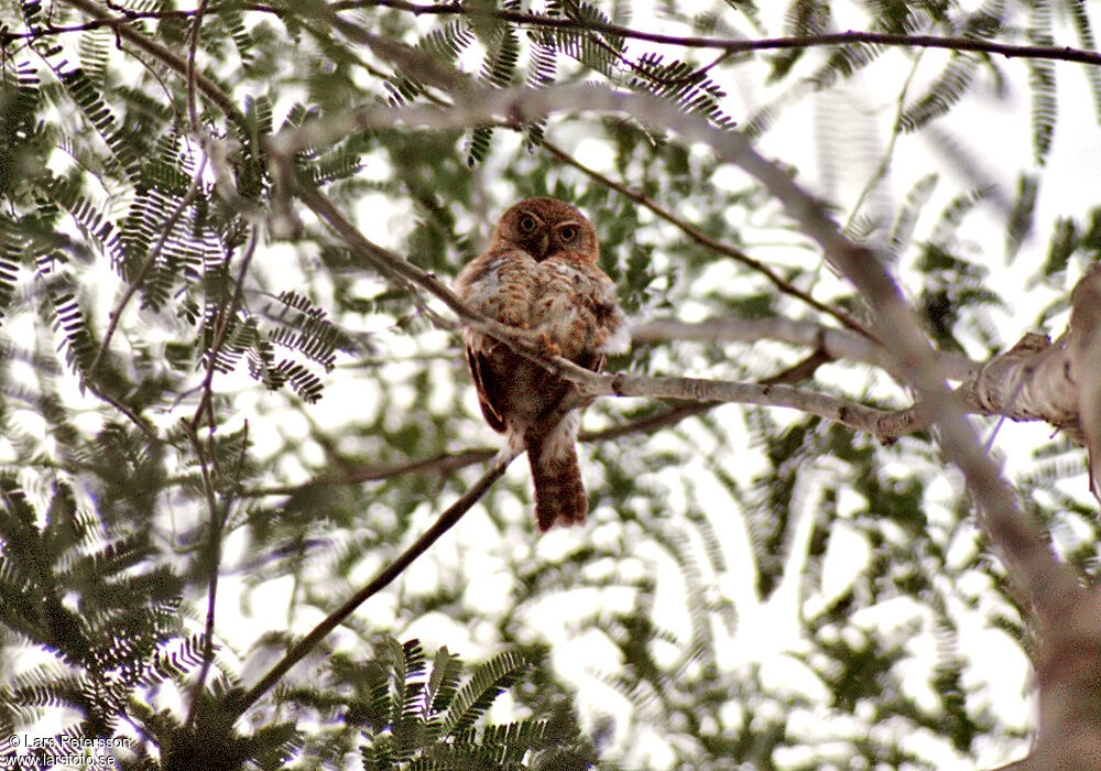 Cuban Pygmy Owl