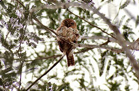 Cuban Pygmy Owl