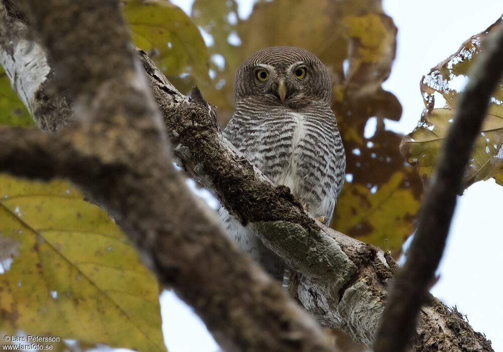 Jungle Owlet