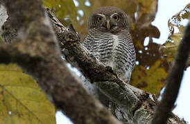 Jungle Owlet