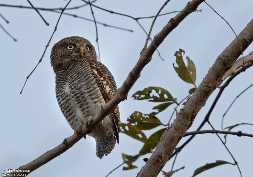 Jungle Owlet