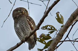 Jungle Owlet