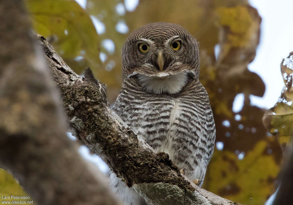 Jungle Owletadult, close-up portrait, aspect, song