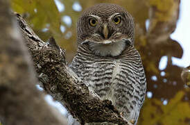 Jungle Owlet